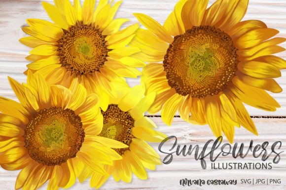 Download Summer Sunflower Illustrations SVG PNG - Flower Collection
