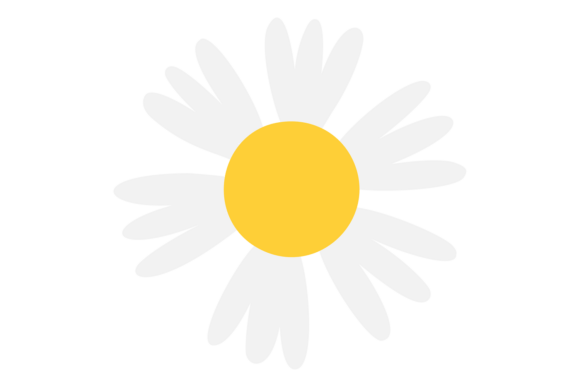 Download Flower with White Petals and Yellow Cent - Flower Collection