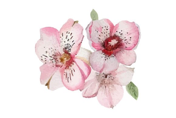 Download Watercolor Illustration of Rose Flower - Flower Collection