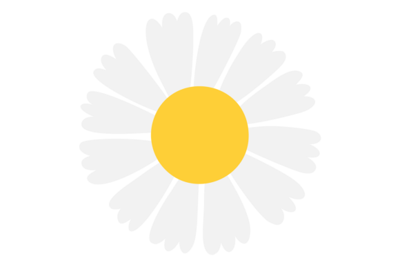Download Flower with White Petals and Yellow Cent - Flower Collection