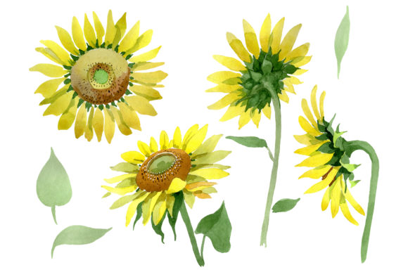 Download Bright Yellow Sunflower Watercolor - Flower Collection