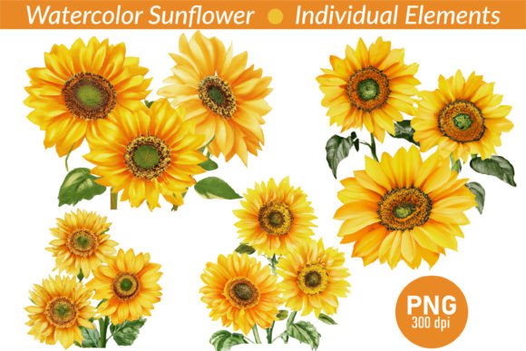 Download Watercolor Realistic Sunflower Clipart - Flower Collection