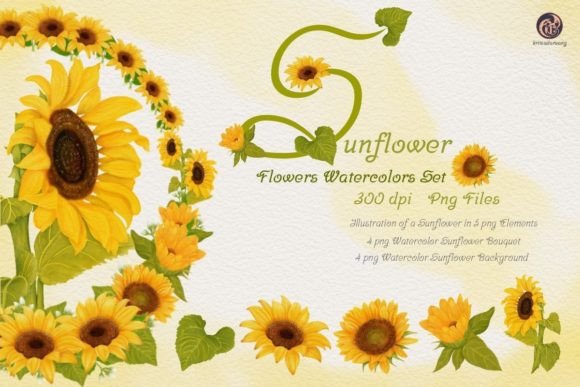 Download Sunflower-Flower Watercolor Set - Flower Collection